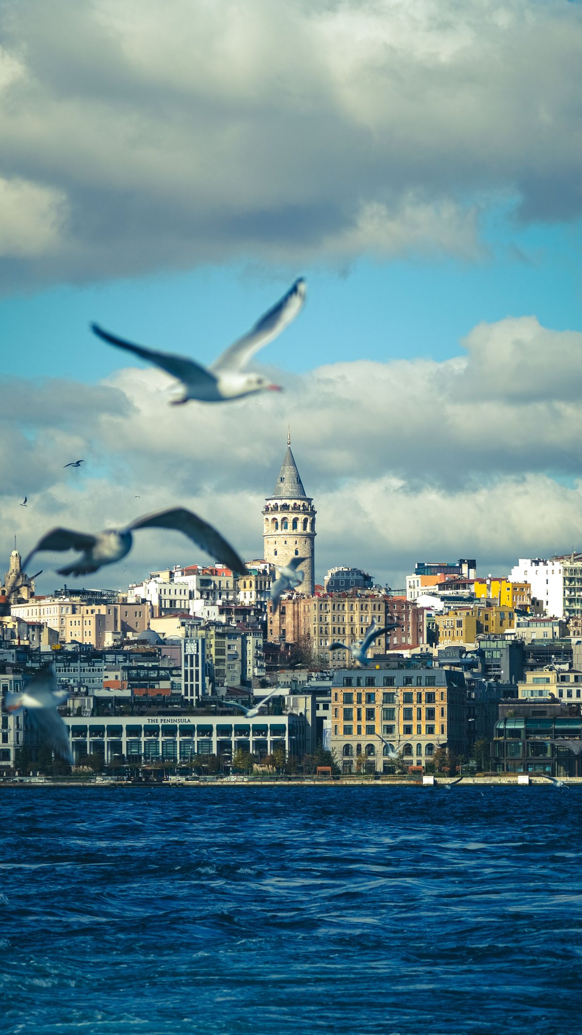Gulls over the Bosphorus with the Galata Tower behind, Istanbul
